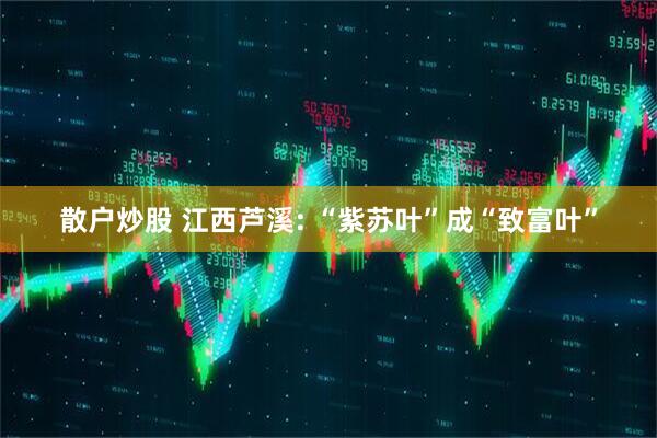 散户炒股 江西芦溪: “紫苏叶”成“致富叶”